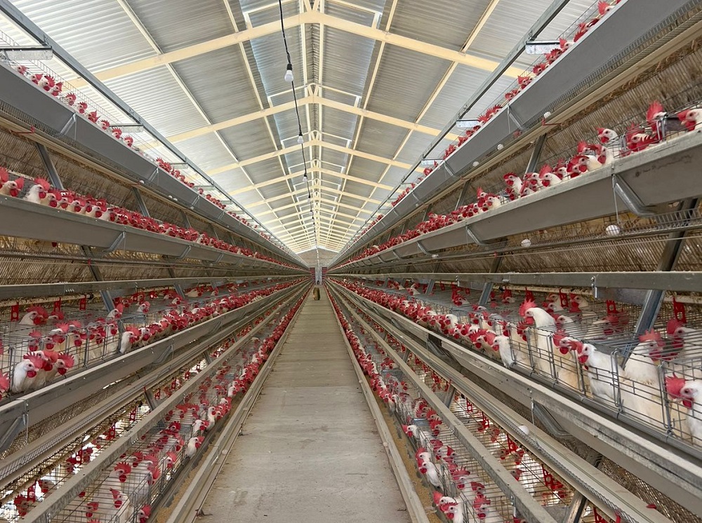 Gripe aviária no Sul e Sudeste afeta produtores nordestinos, mesmo sem casos confirmados na região