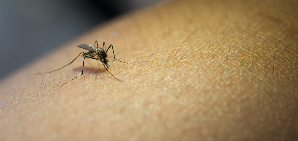 Agevisa divulga listas de repelentes de mosquitos aprovados pela Anvisa