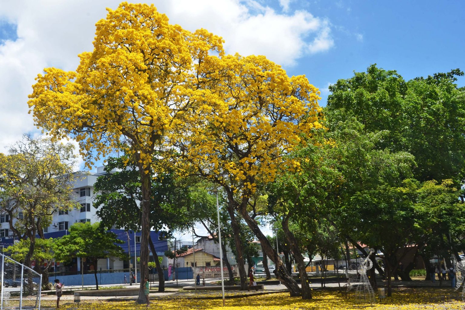 cidades árvores