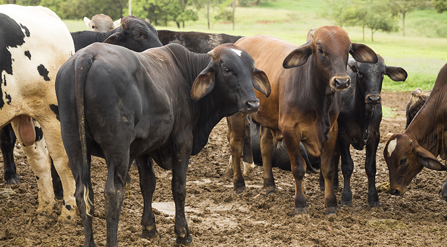 Governo encaminha à ALPB projeto para estimular comércio de produtos de origem animal