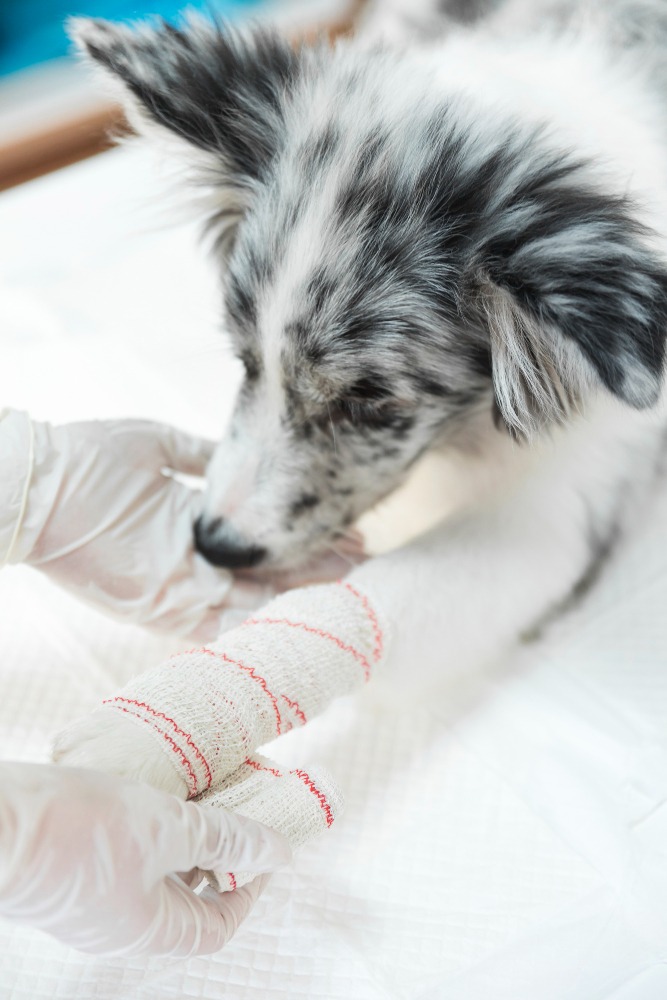 Primeiros socorros: veterinário dá dicas essenciais para agir em emergências e proteger a vida do seu pet