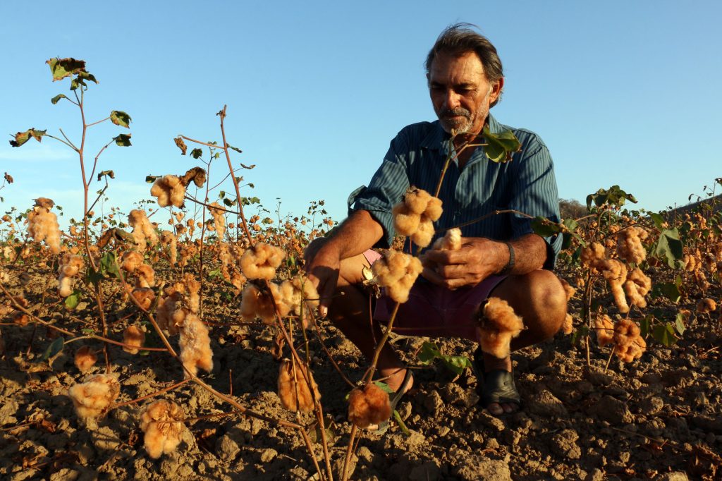 Algodão Orgânico e Agroecológico do Ingá-PB busca certificação Internacional GOTS