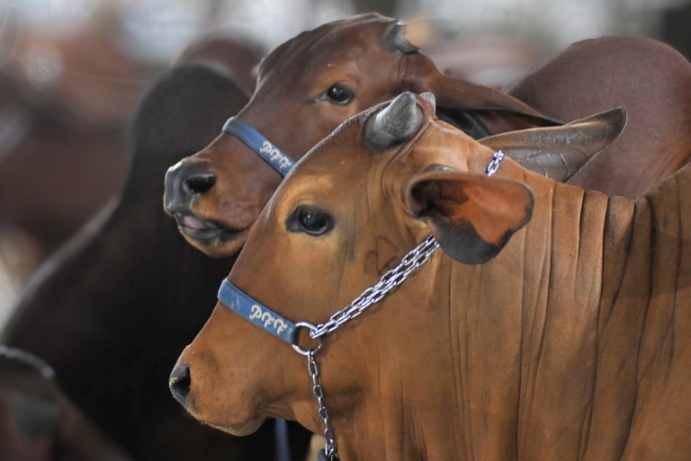 Volume de negócios da Expofeira Paraíba Agronegócios 2024 deve atingir R$ 25 milhões