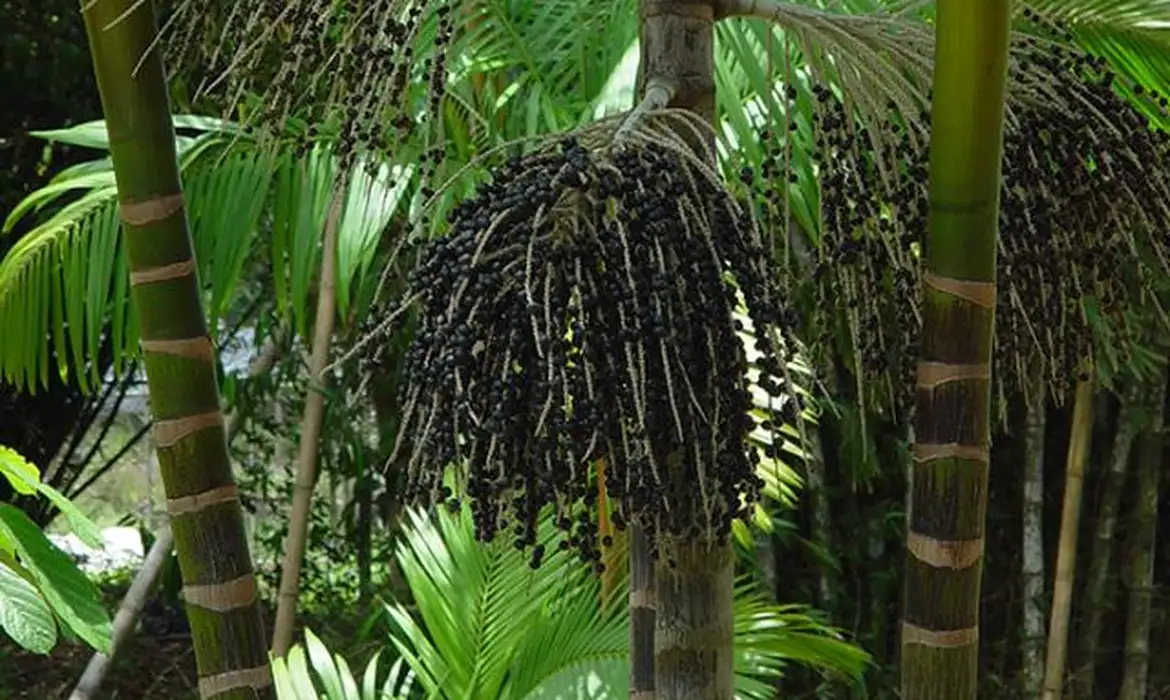 produção primária florestal