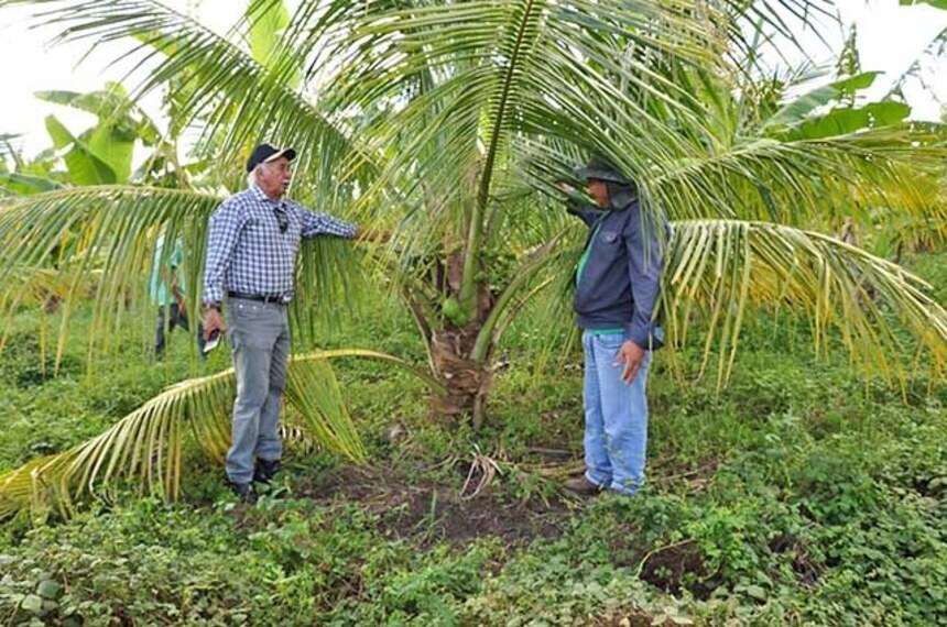 Nova política nacional incentiva produção de Coco no Brasil, com apoio a pequenos agricultores