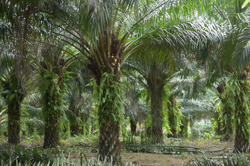 Cultivo da palma de óleo mantém floresta em pé e recupera áreas degradadas da Amazônia