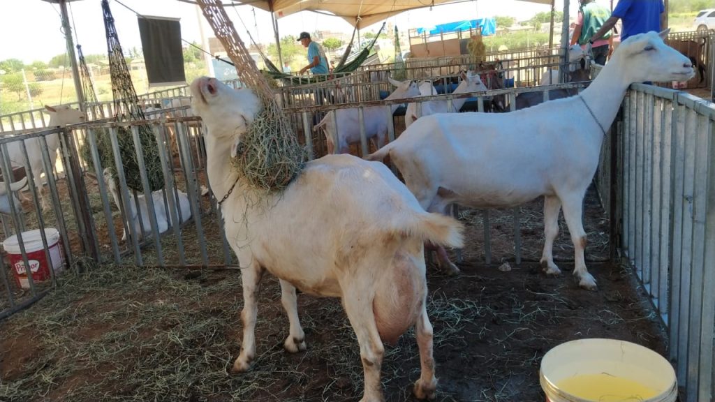 Monteiro possui o maior rebanho e propriedades produtoras de leite de cabra do cariri