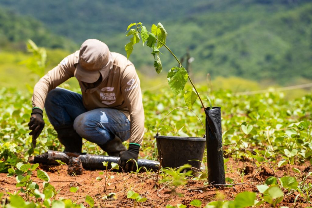 Cientistas desenvolvem técnica para aumentar sobrevivência de plantas da Caatinga em área ambiental do CE