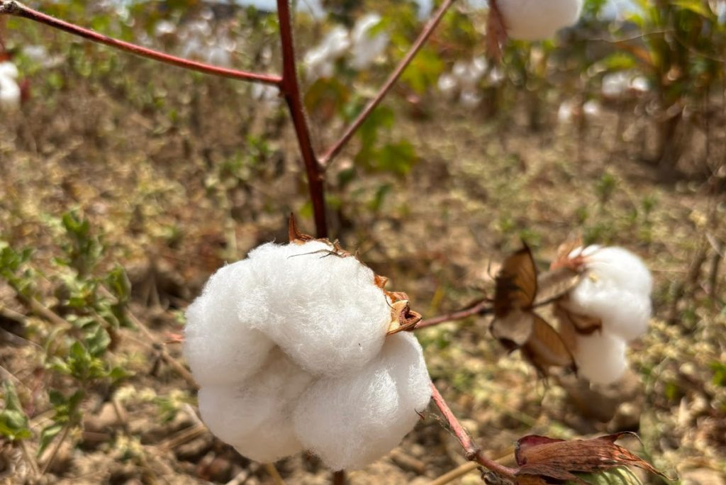 Governo da Paraíba incentiva cultivo do algodão orgânico e beneficia mais de 300 famílias agricultoras