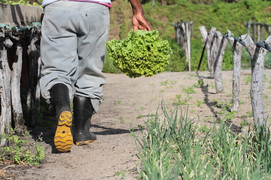 BNB contrata 52% a mais na agricultura familiar pelo Agroamigo em 2024; Na PB foram R$ 732 milhões