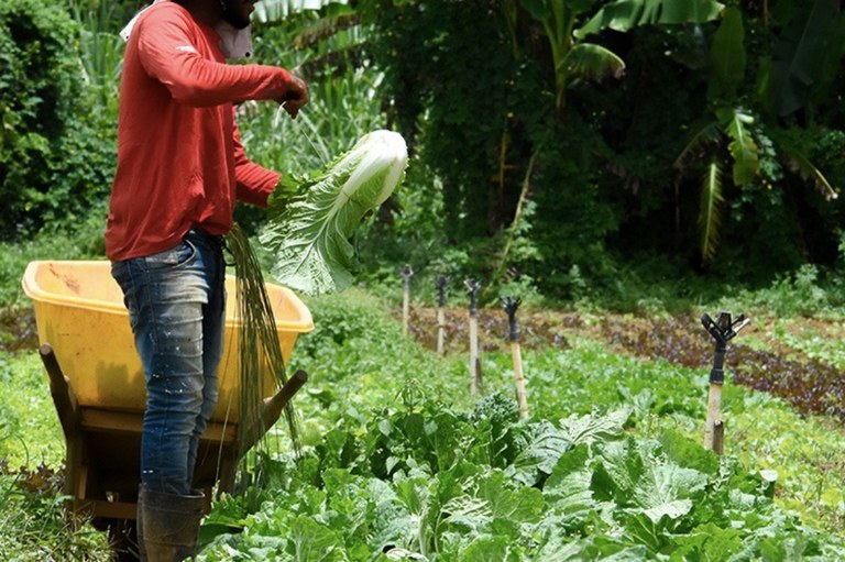 Compras públicas aumentam a renda de agricultores familiares em até 106%