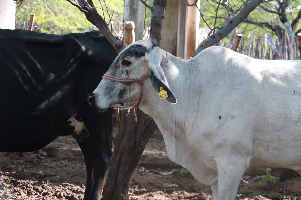 Sudene impulsiona bovinocultura de leite na Paraíba e no Rio Grande do Norte