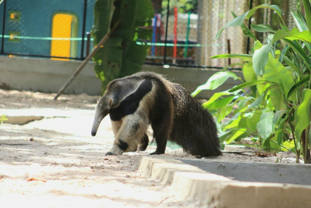 Tamanduá-bandeira é o novo morador do Parque Zoobotânico Arruda Câmara