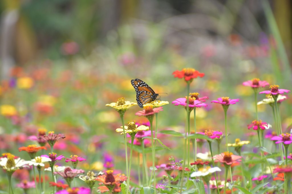 Ações do Governo melhoram produção e qualidade de vida de floricultores de Pilões