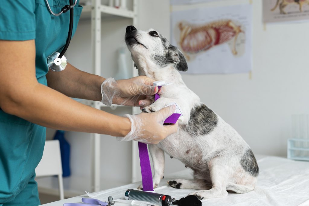 Dia mundial do rim: veterinário alerta que renal também merece atenção nos pets