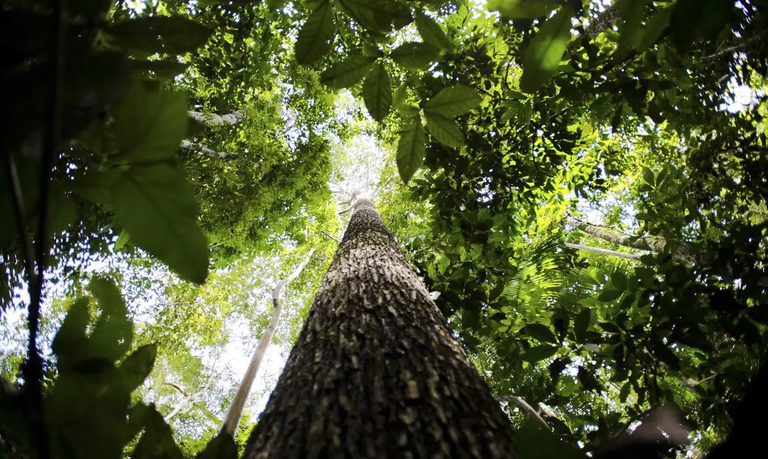 fundo amazônia