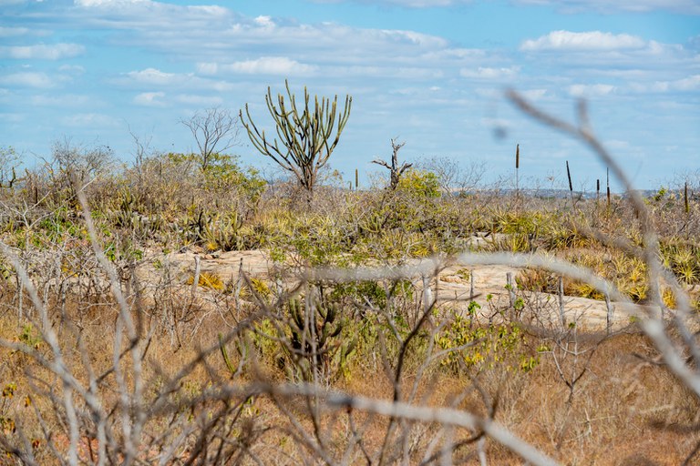 FNE destina R$ 100 milhões para a Caatinga em 2025, segundo a Sudene
