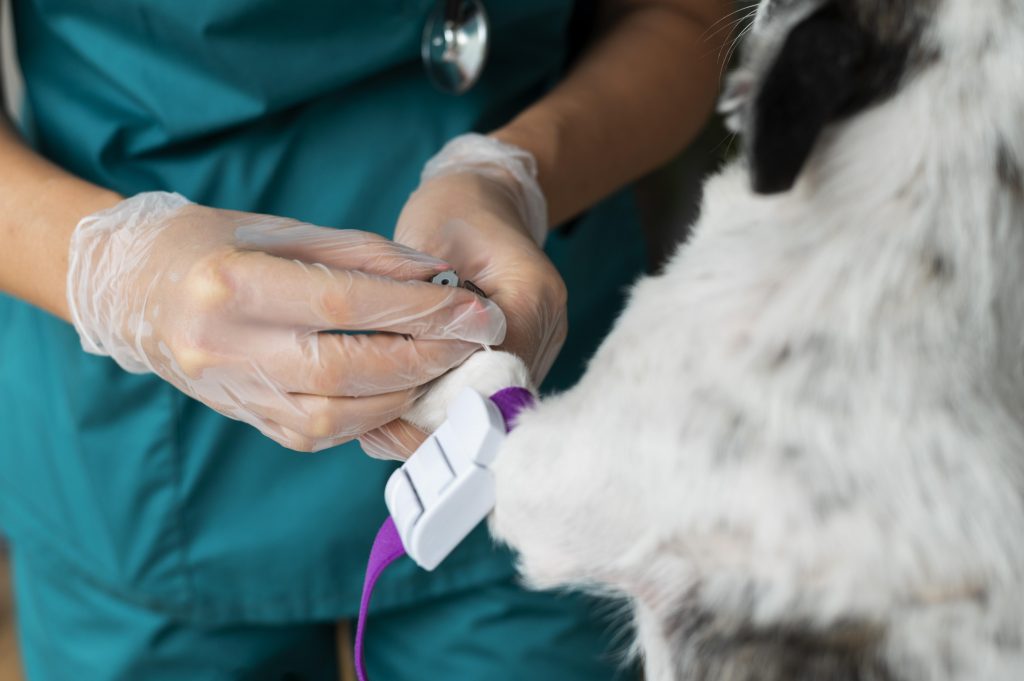 Hospital Veterinário VIDA promove campanha para incentivar doação de sangue voluntária de cães e gatos
