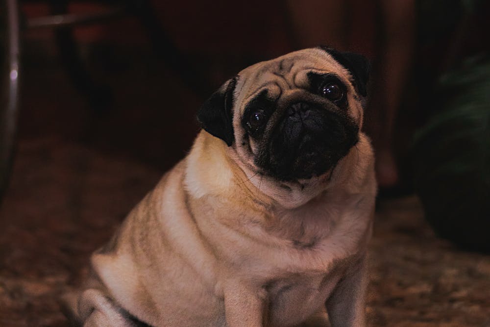 Obesidade em pets cresce e preocupa veterinários; 48,6% dos tutores oferecem comida humana, diz estudo