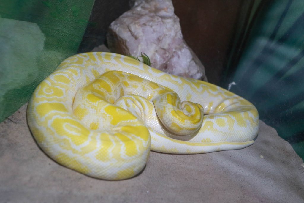 Serpentário do Aquário Paraíba aborda papel ecológico de serpentes e répteis