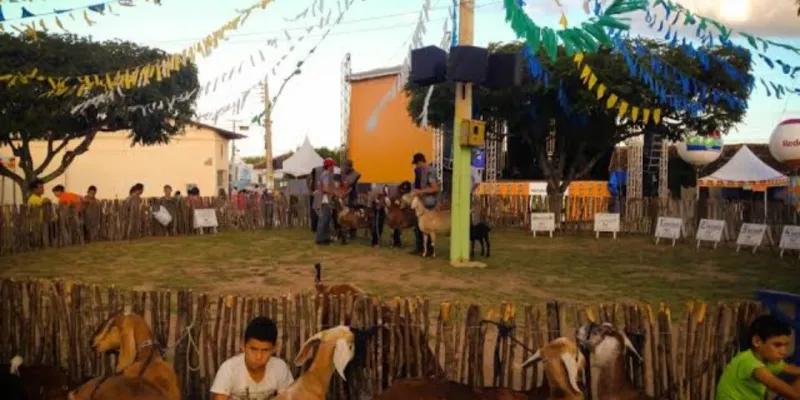 Caprinocultura movimenta cariri com feiras que destacam boa genética e cultura