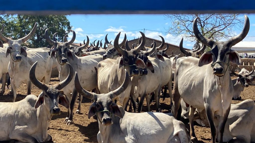 Fazenda Carnaúba tem edição histórica de um Dia D com vendas de animais e capacitações
