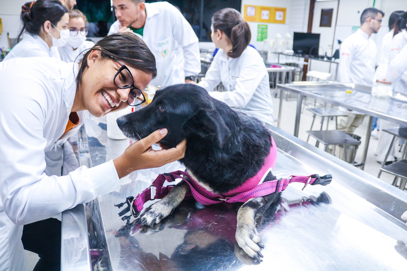 veterinária