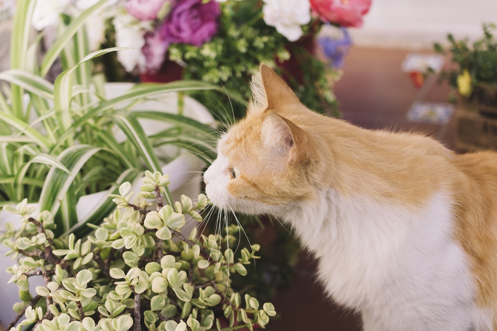 Plantas ornamentais comuns em casas podem intoxicar cães e gatos, alerta veterinária