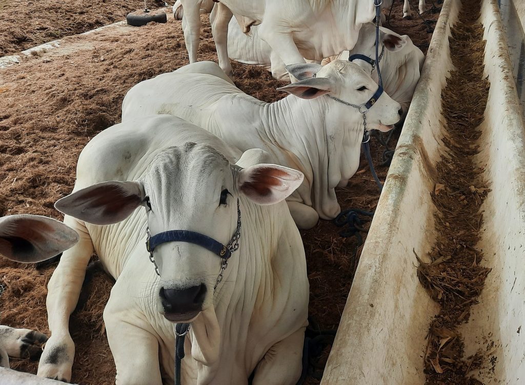 2ª Expo Riacho movimenta Sertão paraibano com agropecuária, cultura e distribuição de 150 mil alevinos