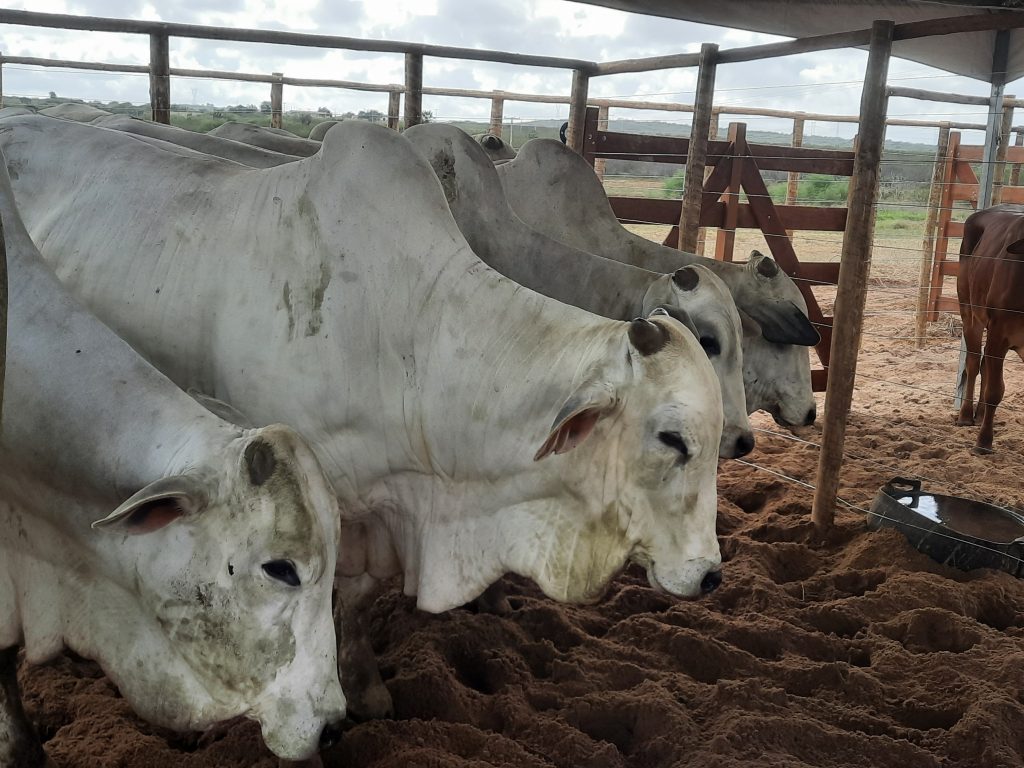 Circuito Paraíba Agronegócios movimenta Sertão com Expo Pombal e Expo Brejo