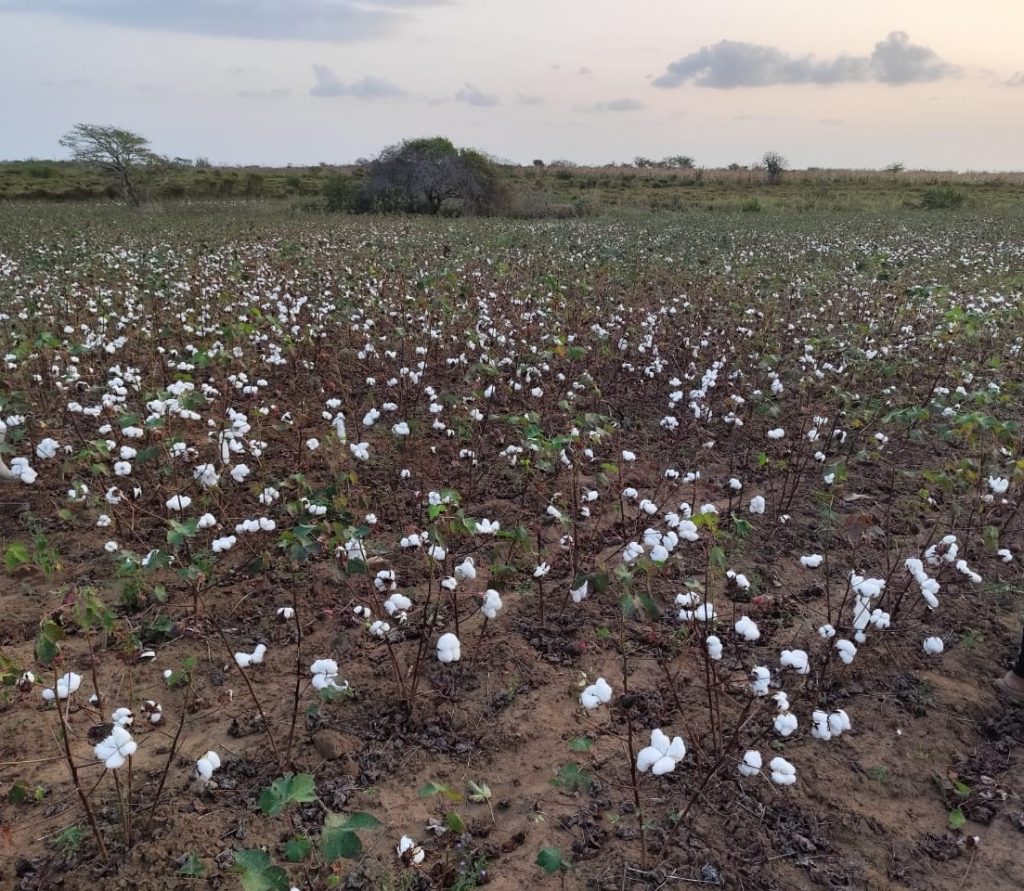 Seagri inscreve agricultores para o projeto Algodão Orgânico da Prefeitura de Campina Grande