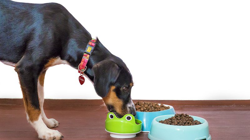 Brasil conquista acesso ao mercado japonês para venda de ração animal e pet food