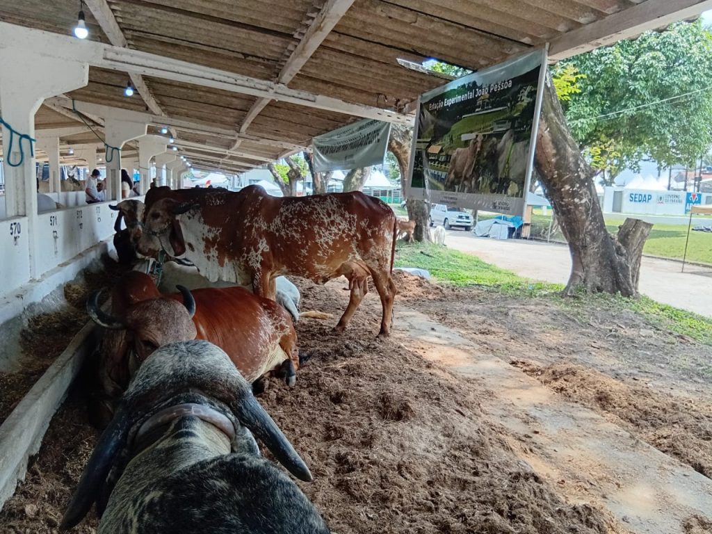 Empaer realiza leilão virtual de bovinos durante Expofeira Paraíba Agronegócios 2025