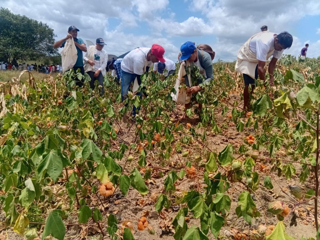 Agricultores do Reassentamento Águas de Acauã realizam nova colheita de algodão agroecológico