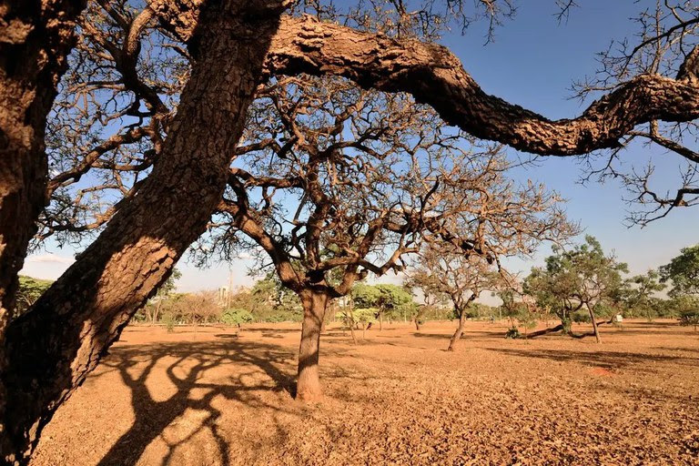 Plano de Ação de Combate à Desertificação é aprovado por unanimidade