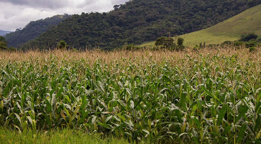 Estimativa de setembro aponta safra recorde de 341,9 milhões de toneladas em 2025