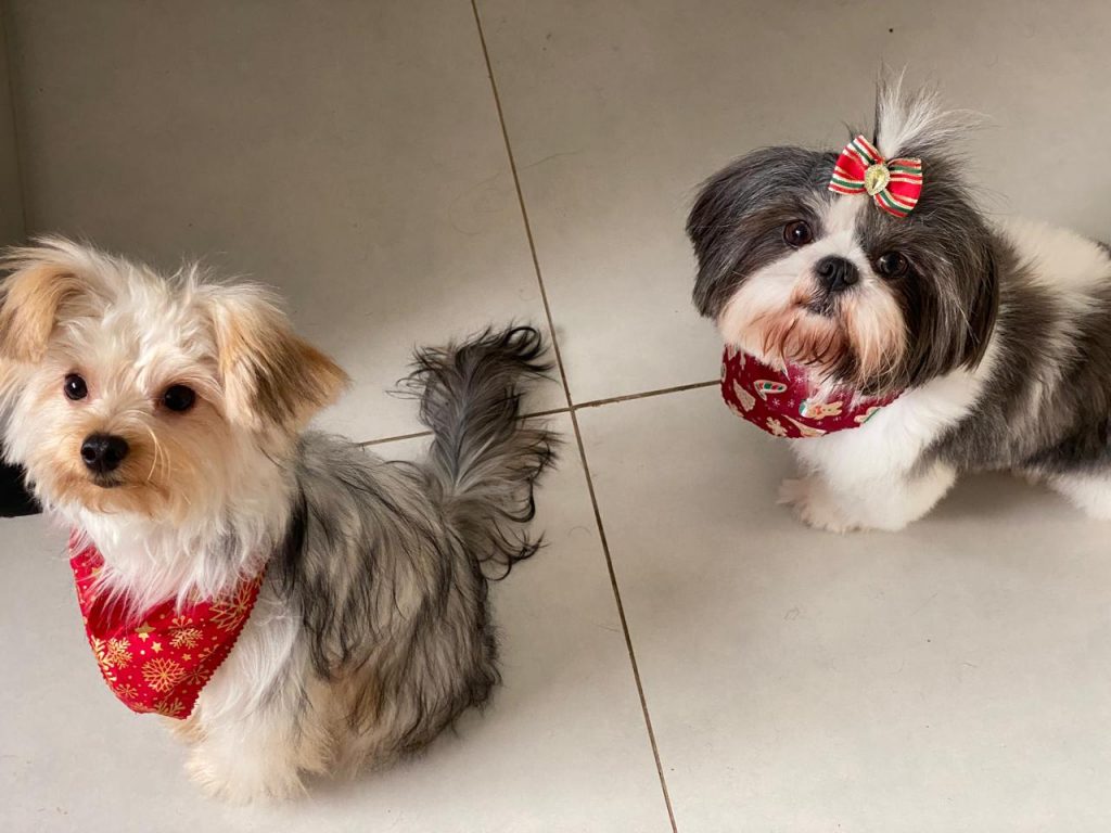 Atendimento personalizado e carinho com pets idosos fazem sucesso em pet shop de Brasília