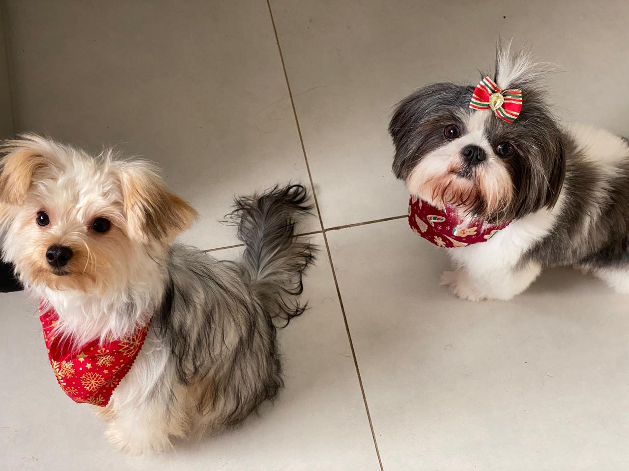 pets idosos