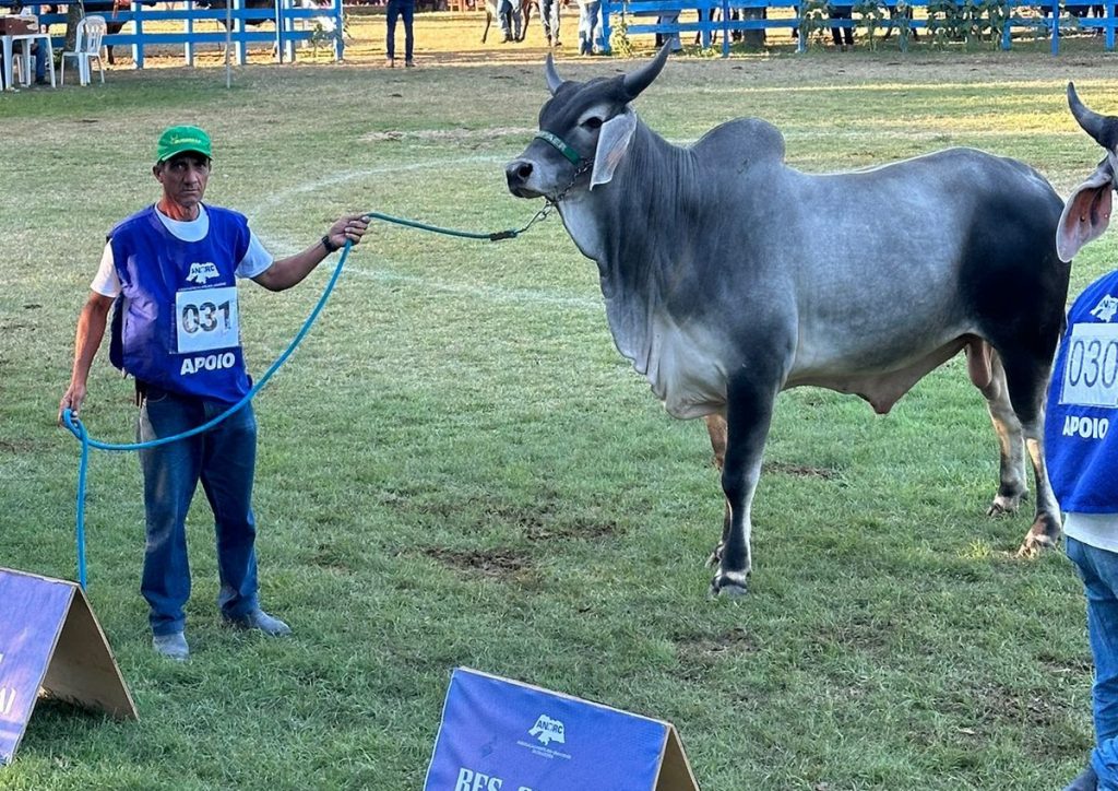 Animais da raça Guzerá da Empaer ganham prêmios na Festa do Boi no Rio Grande do Norte