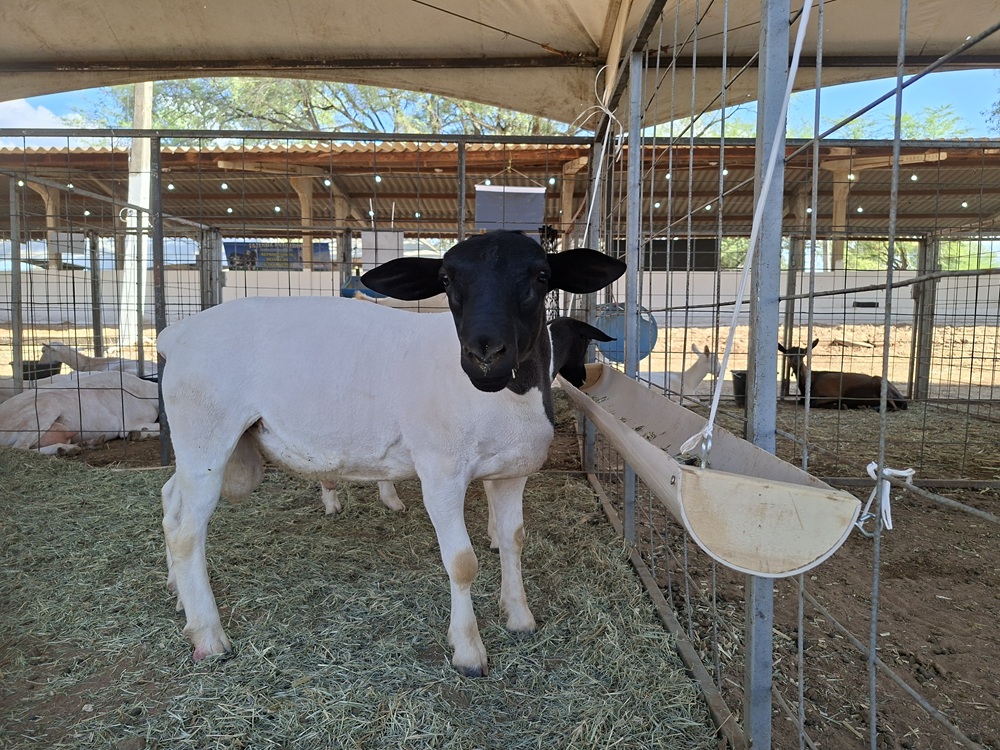 Feira Agropecuária de Sousa começa nesta quinta-feira, com apoio do Governo da Paraíba