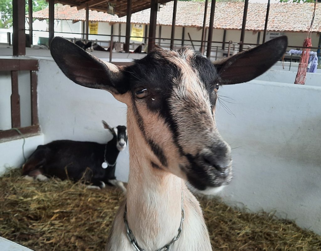 7ª edição da Juá Capri acontece em Juazeirinho com exposição de animais e feira agrícola