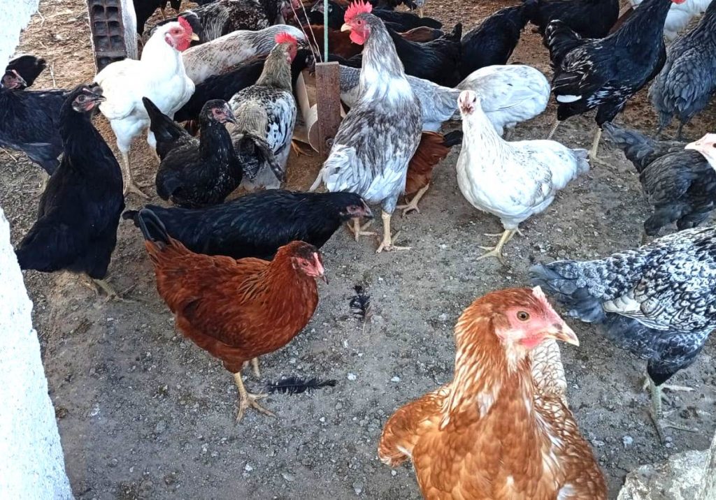 Hortifruti e avicultura crescem no cariri com apoio do Sebrae e produtores chegam a faturar até R$ 4 mil/mês