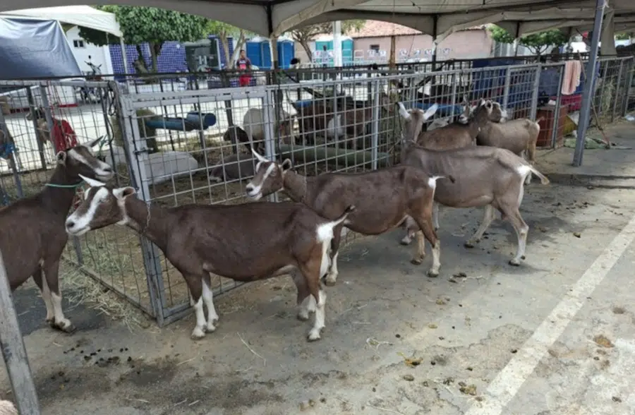 Produtores rurais destacam importância das feiras do agro durante 7ª Juá Capri em Juazeirinho