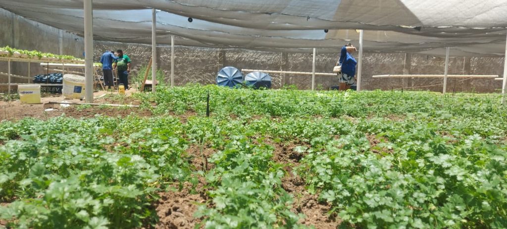 Agricultores de Sousa adotam hidroponia e produzem hortaliças com apoio da Empaer
