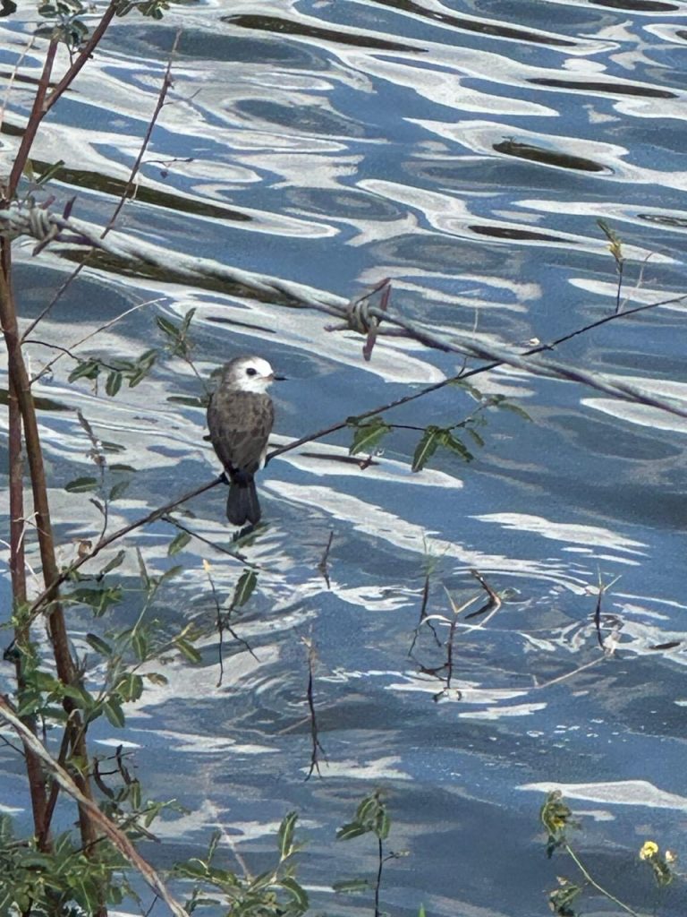Paraíba é destaque nacional no turismo de observação de aves com mais de 400 espécies