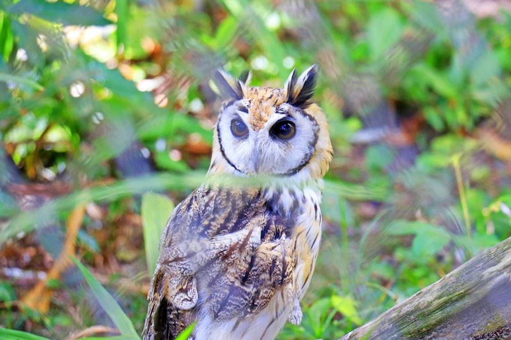 Programação de férias do Parque Arruda Câmara une lazer e educação ambiental para todas as idades