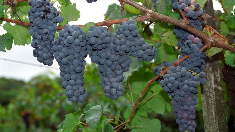 Novas uvas lançadas pela Embrapa reforçam produção de sucos e vinhos brasileiros