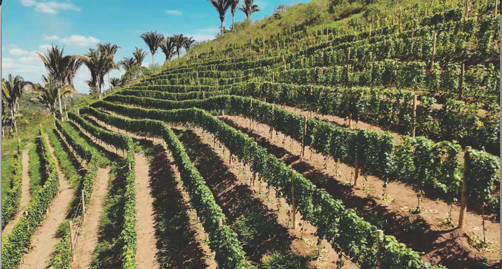 Condomínio de alto padrão em Bananeiras colhe primeira safra sustentável de uvas