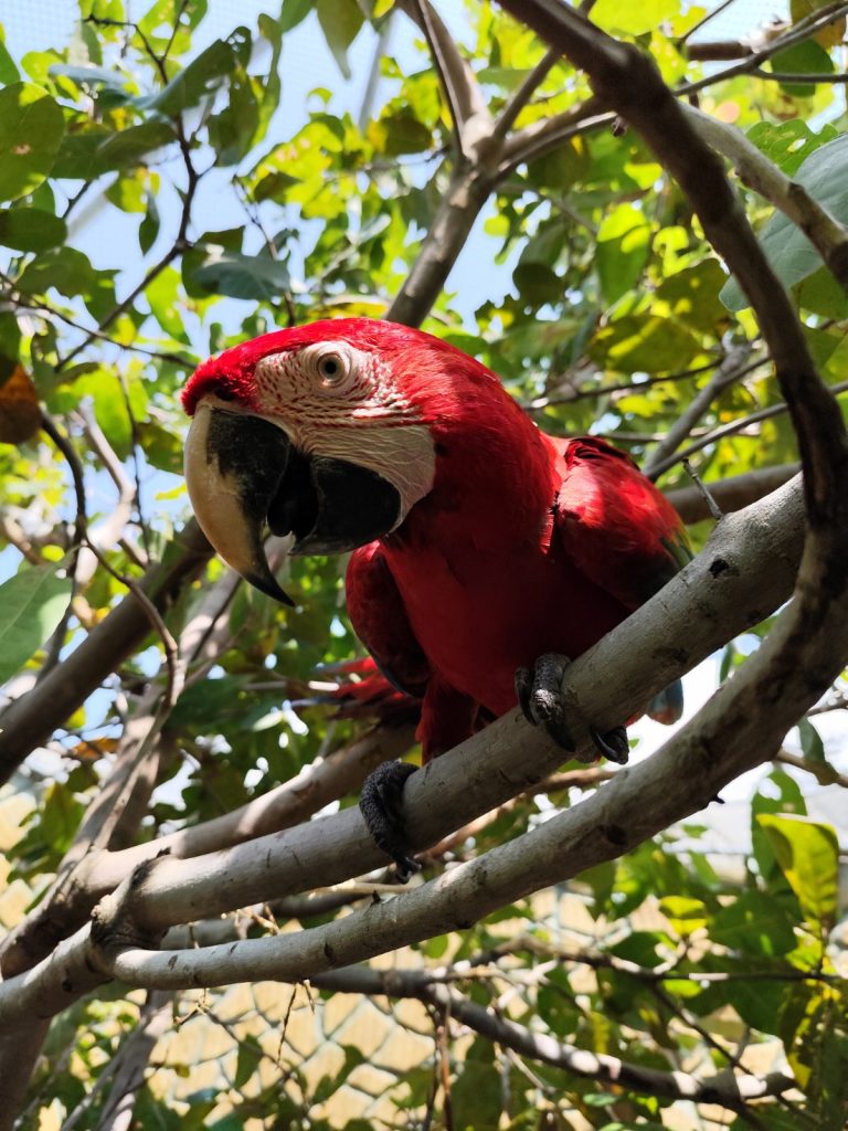 Conheça 5 curiosidades fascinantes sobre a arara-vermelha no Aquário Paraíba