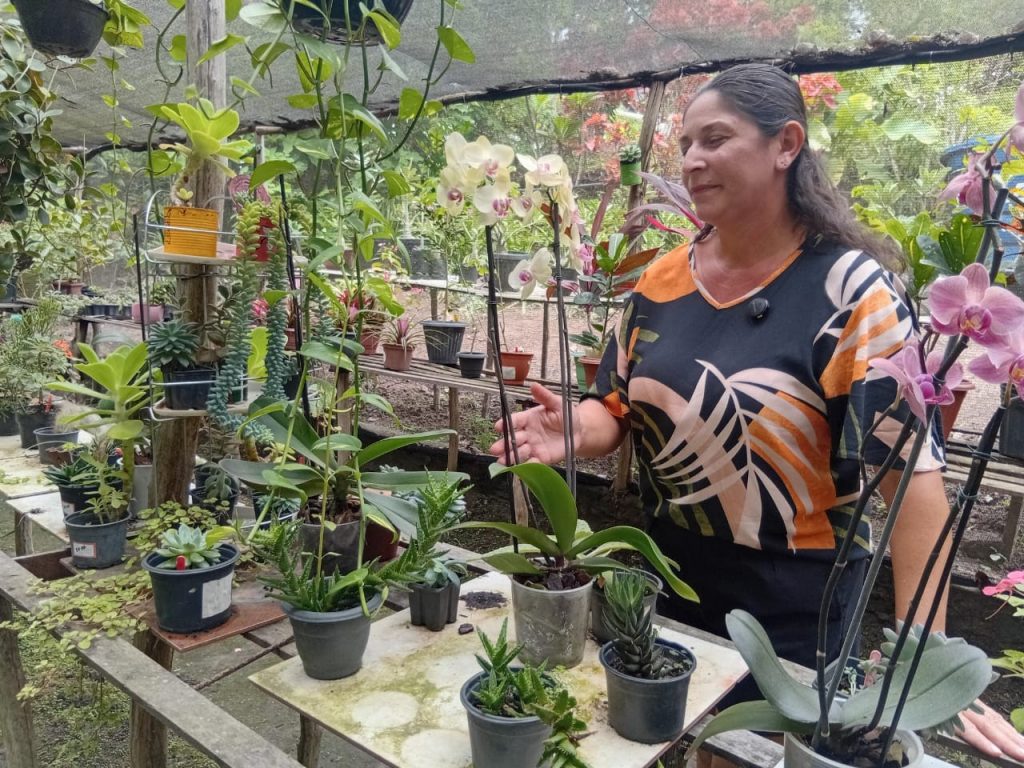 Produção de flores ornamentais gera renda e oportunidades para família em Serraria